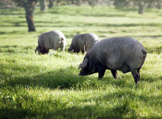 El-ORIGEN-del-CERDO-IBÉRICO El-ORIGEN-del-CERDO-IBÉRICO CERdo cuadraDO