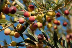 Aceite de Oliva Virgen Extra Ecológico de Hacienda Zorita Hacienda Zorita