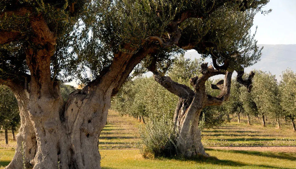 Aceite de Oliva Virgen Extra Ecológico de Hacienda Zorita Hacienda Zorita