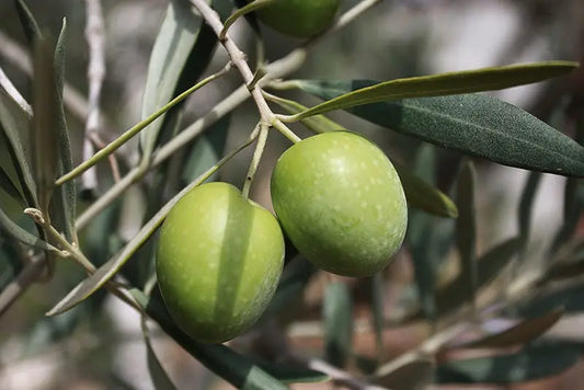 Aceite de Oliva Virgen Extra de Jaen Hojiblanca Pradolivo