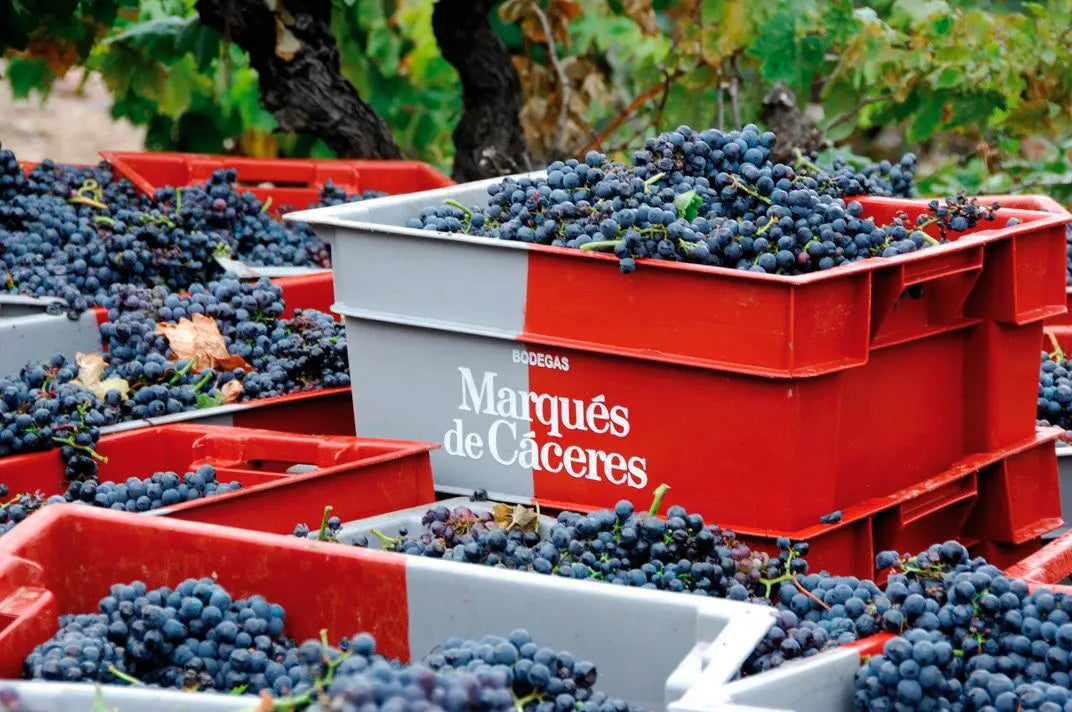 Marqués de Cáceres Gran Reserva - D.O Rioja Bodegas Marqués de Cáceres