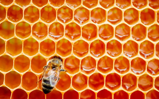 Miel de Abeja Ecológica de Castaño Gallega Mel Rurá