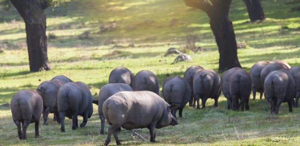 ¿Qué es un CERDO IBÉRICO? ¿Qué es un CERDO IBÉRICO? CERdo cuadraDO