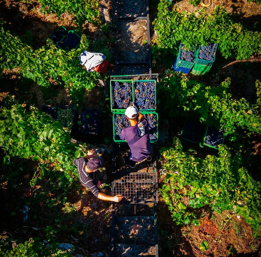 Proencia Barrica - D.O. Ribeira Sacra Bodegas Proencia