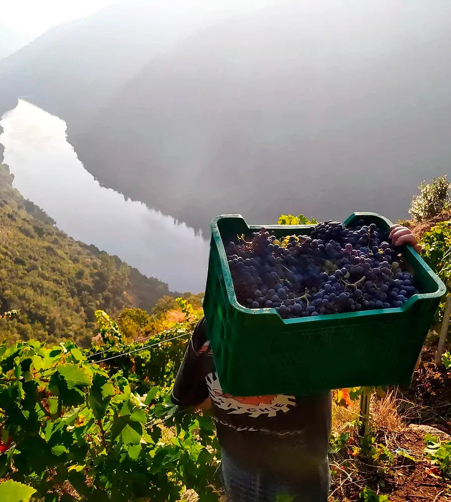 Proencia Barrica - D.O. Ribeira Sacra Bodegas Proencia