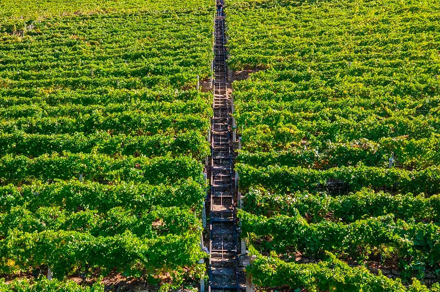 Proencia Barrica - D.O. Ribeira Sacra Bodegas Proencia