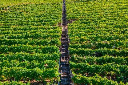 Proencia Barrica - D.O. Ribeira Sacra Bodegas Proencia