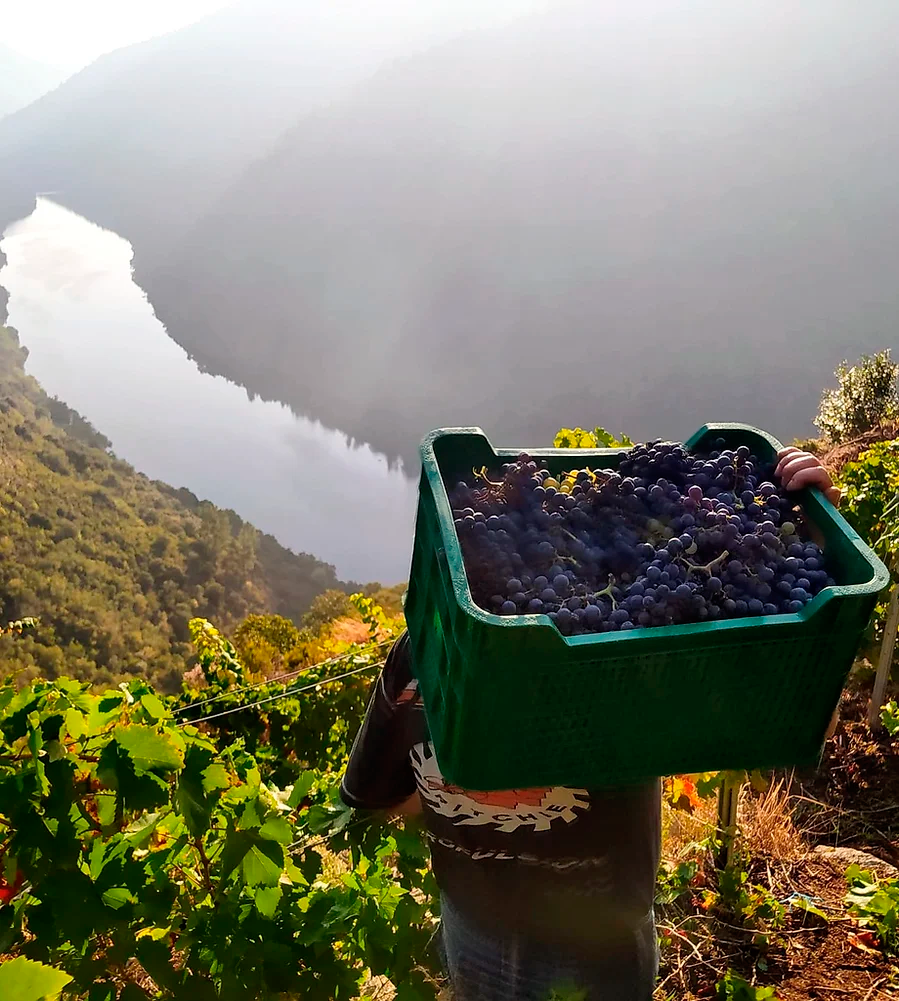 Proencia Joven - D.O. Ribeira Sacra (copia) Bodegas Javier San Pedro Ortega