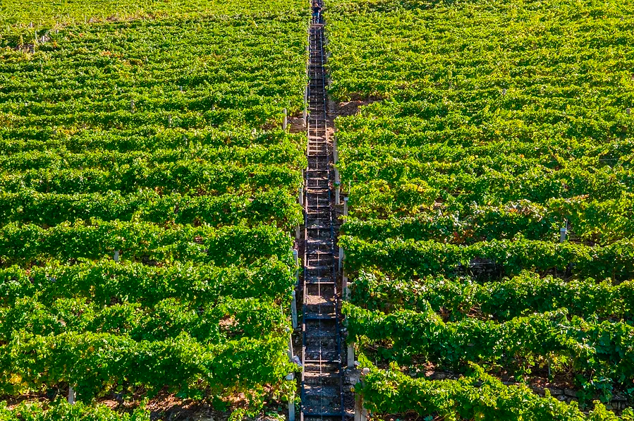 Proencia Joven - D.O. Ribeira Sacra (copia) Bodegas Javier San Pedro Ortega